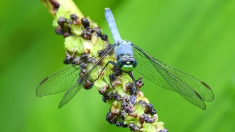 Closeup of Eastern Pondhawk Stock-Footage 310140772