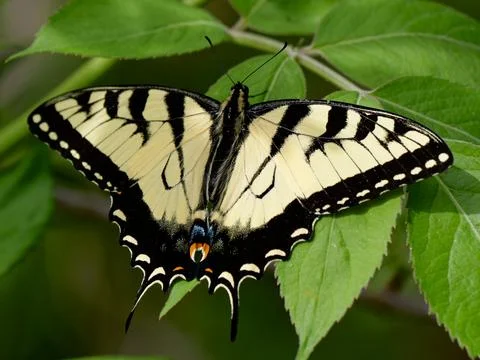 Closeup of Eastern Swallowtail butterfly 库存照片