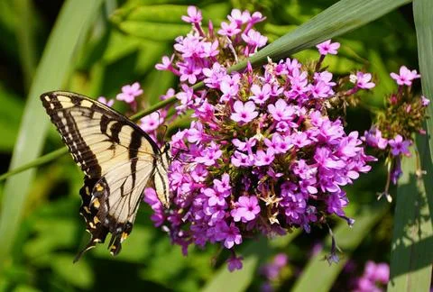 Closeup of the Eastern Tiger Swallowtail hovering on a pink Butterfly Bush .. Stock Photos