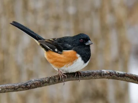 Closeup of Eastern Towhee bird with a background of snow Fotos de archivo