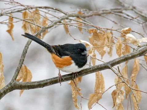 Closeup of Eastern Towhee bird with a background of snow 库存照片