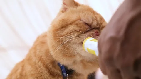 Closeup of eating Cat. Cat eating its meal. healthy brown cat Stock Footage 343815943