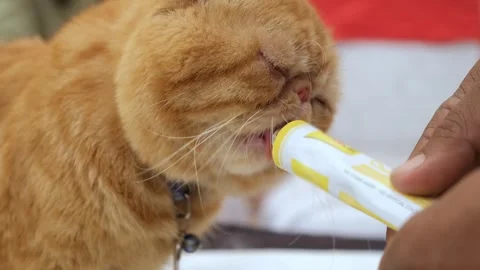 Closeup of eating Cat. Cat eating its meal. healthy brown cat Stock Footage 343815956