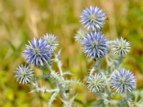 Closeup Echinops plant Stock Photos