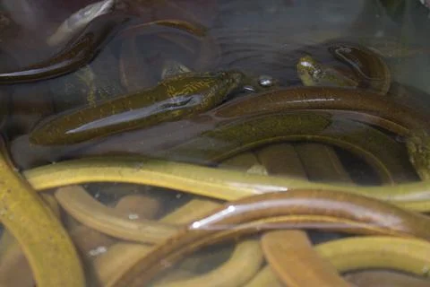 Closeup eel, The Asian Swamp eel (Monopterus albus) - Close Up Eel in Basin Stock Photos