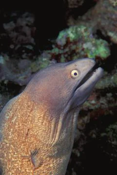 Closeup Of Eel Head Stock Photos