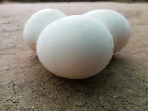 Closeup of eggs isolated on a surface Foto stock