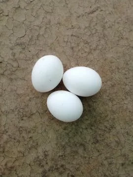 Closeup of eggs isolated on a surface Stock Photos