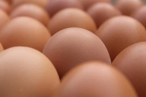 Closeup of eggs in a tray Stock Photos