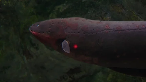 Closeup of Electric Eel Swimming  in Daejeon Aquarium, South Korea Stock Footage 249662443