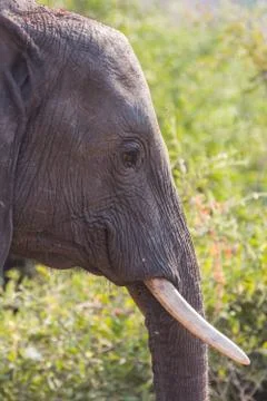 Closeup of elephant in alert Stock-Fotos