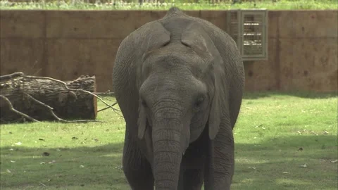 Closeup elephant drinking Vidéo 227023554