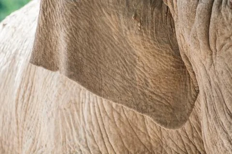 Closeup of an elephant ear texture Fotos Stock