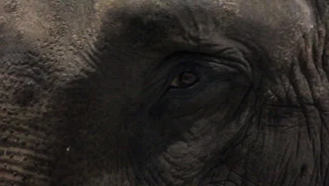 Closeup Of An Elephant Eye 動画素材 7748149