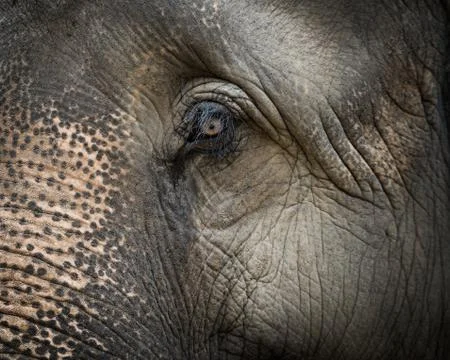 Closeup on elephant face Stockfoto's