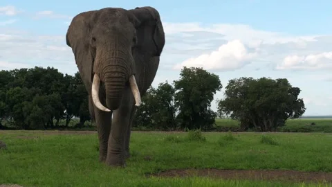 Closeup of elephant Stock Footage 136124532