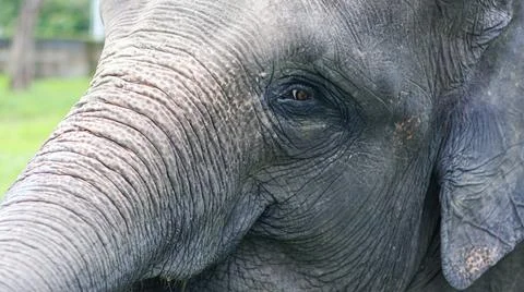 A closeup of Elephant head Stock Photos