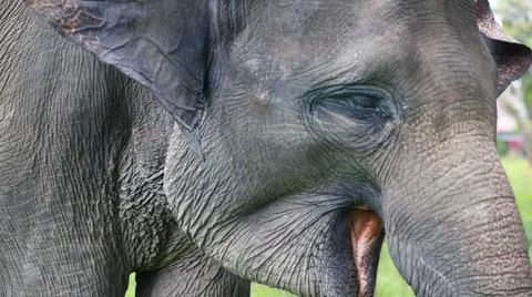 A closeup of Elephant head Stock Photos