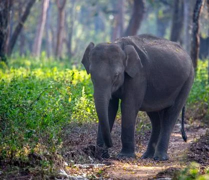 A closeup of an elephant in middle of a forest Photos