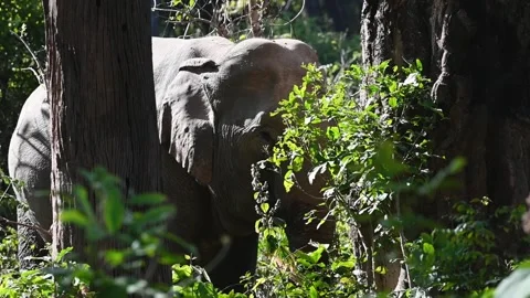 Closeup of an elephant trying to feed in Corbett national park Stock Footage 271356895