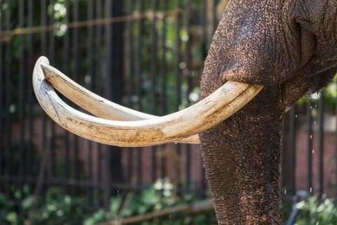 Closeup of elephant tusk Stock Photos
