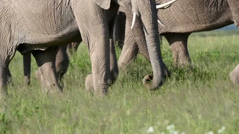 Closeup of elephants in Amboseli Stock Footage 132827847