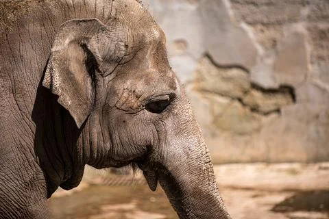 Closeup of an elephants face with a blurred background Stock Photos