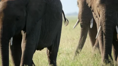 Closeup of elephants walking Stock Footage 132823153