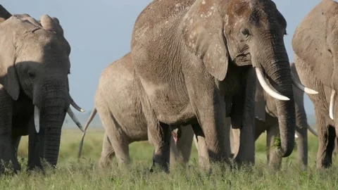 Closeup of elephants walking Stock Footage 132823342
