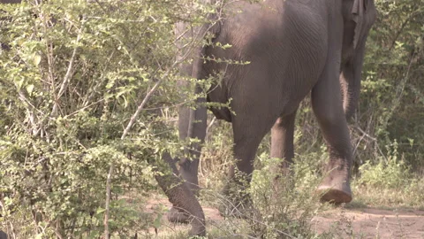 Closeup of the Elephants walking Stock Footage 294785091