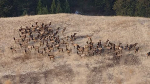Closeup of Elk herd scared by humans in a valley meadow during hunting season. Stock-Footage 234581046