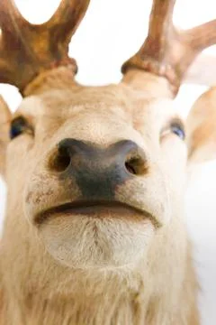 Closeup of an elk or deer Muzzle and nose Stock Photos