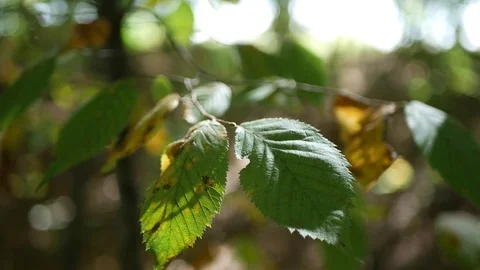 Closeup of Elm Tree Branch in Early Autumn 库存影片 80847143