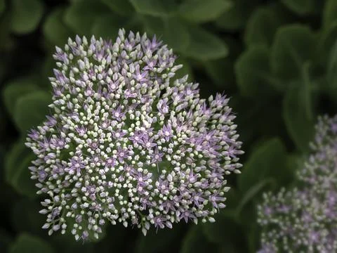 Closeup of emerging flower cluster of Ice Plant (Hylotelephium spectabile B.. Stock Photos