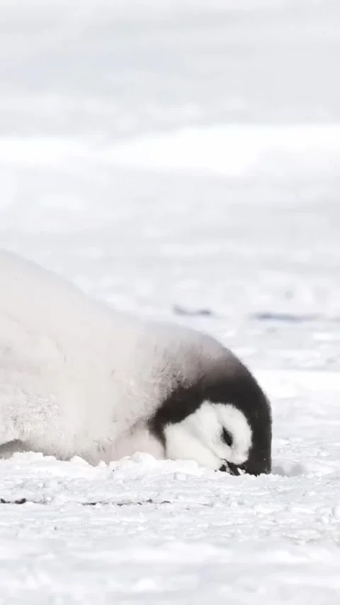 Closeup of an emperor penguin chick resting on the antarctic ice Stock Footage 334824289