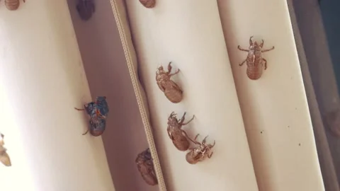 Closeup of empty cicada shells Stock Footage 227188072