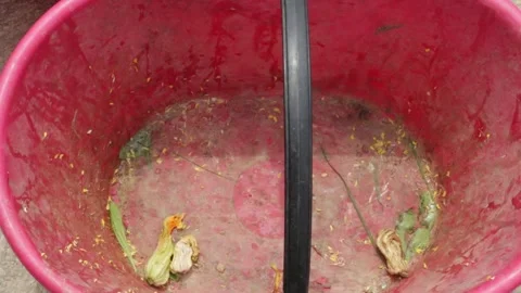 Closeup of empty red bucket with small rests of zucchini / courgette flowers Stock Footage 158836164