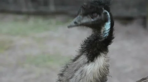 Closeup of an EMU head in middle of the field. Vídeos de archivo 10594050