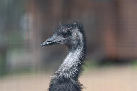 Closeup emu head in profile, sharp beak and focused amber eye, delicate down  Stock Photos