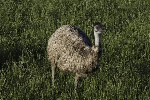 Closeup Of An Emu Stock Photos