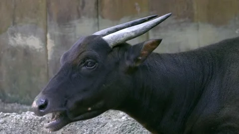 Closeup Of An Endangered Lowland Anoa Munching Grass While Lying On The Stockbeeldmateriaal 201652147