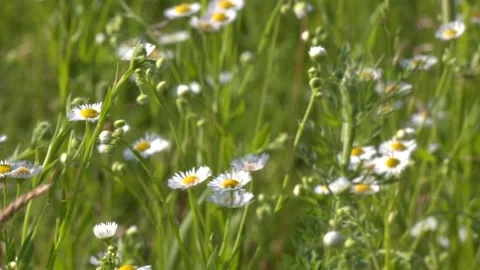 Closeup of Erigeron annuus, Annual fleabane or Erigeron annuus Video stock 290065285