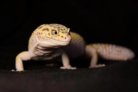 Closeup of eublephar gecko on black background, Macro photo animal Foto stock