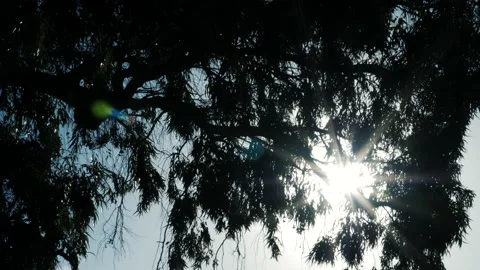Closeup of Eucalyptus (Eucalypteae) branches with leaves backlit at sunrise. Stock Footage 187608752
