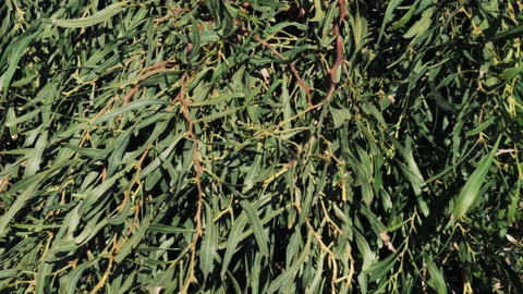 Closeup of Eucalyptus (Eucalypteae) leaves and branches, 4k. Stock Footage 168524864