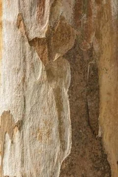 Closeup eucalyptus tree background texture. Stock Photos