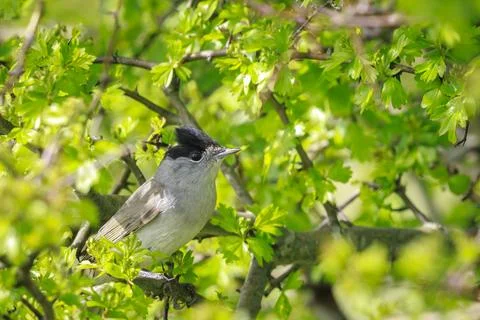 Closeup of a Eurasian blackcap bird, Sylvia atricapilla, perching on a bran.. Stock Photos