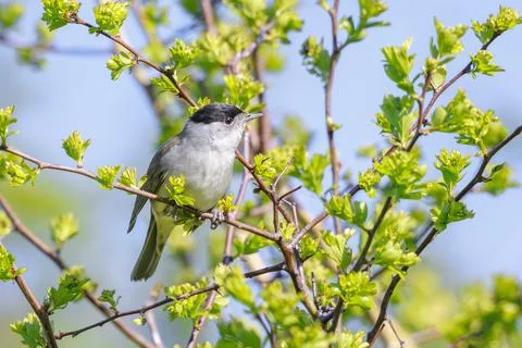 Closeup of a Eurasian blackcap bird, Sylvia atricapilla, perching on a bran.. Stock Photos