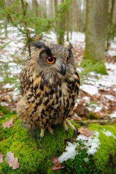 Closeup Eurasian eagle-owl sitting on the stone with moss Stockfoto's
