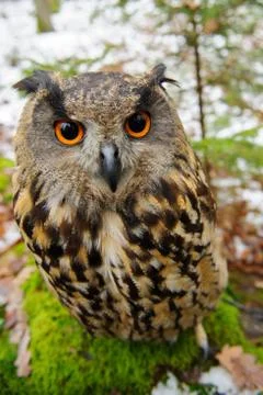 Closeup Eurasian eagle-owl sitting on the stone with moss 스톡 사진